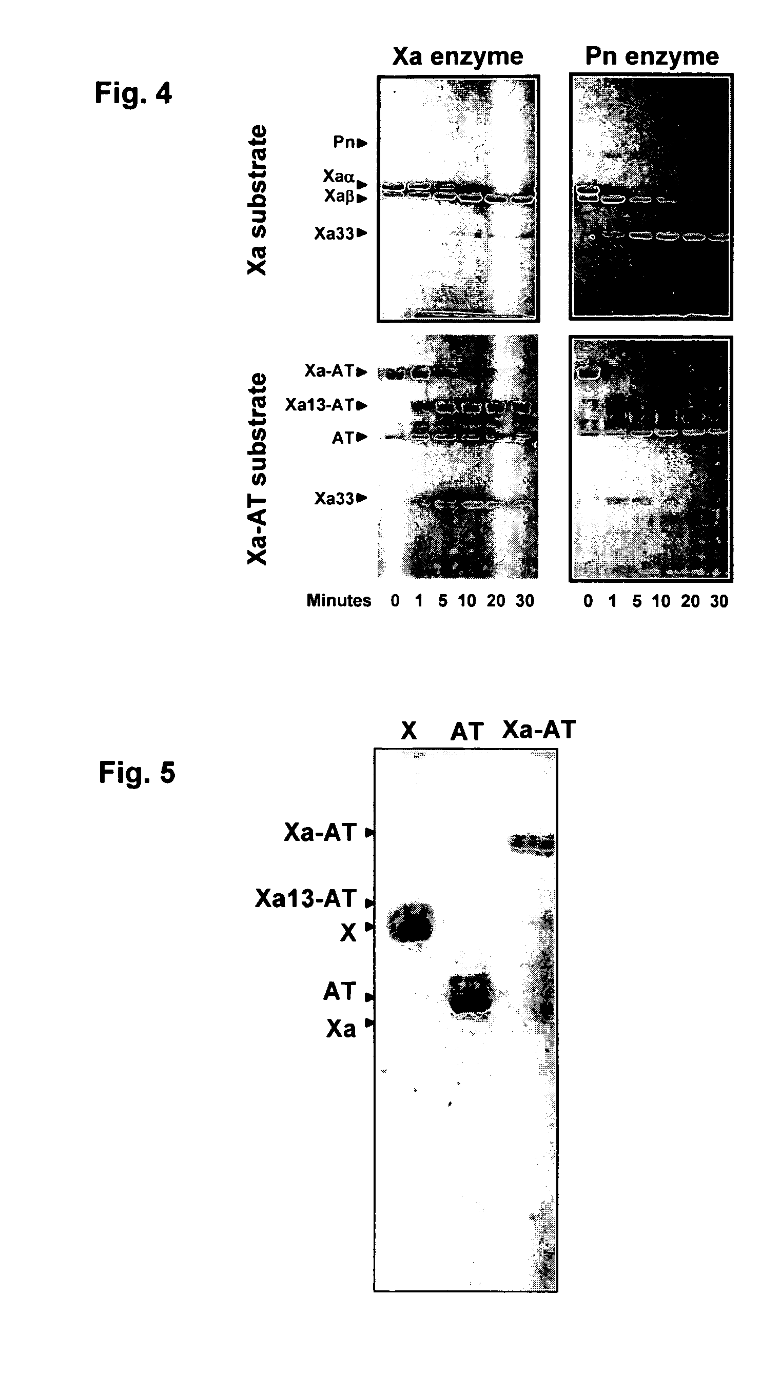 Coagulation proteins, coagulation-anticoagulation protein complexes, derivatives thereof and their uses