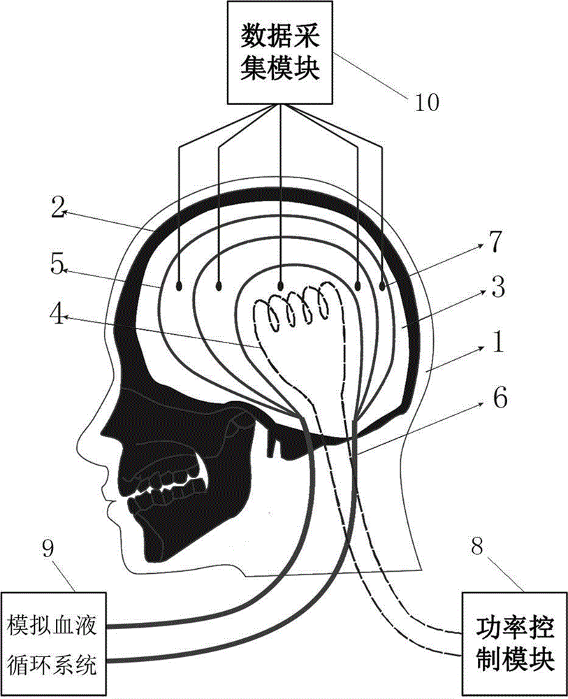 Colloid brain parenchyma preparing method and physical brain model