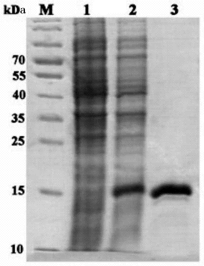 Bemisia tabaci C-type lysozyme Btlys-c gene as well as preparation and application of encoded protein