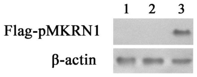 A kind of porcine somatic cell knocked out of pmkrn1 gene and its preparation method and application