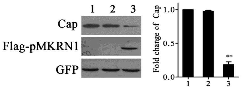 A kind of porcine somatic cell knocked out of pmkrn1 gene and its preparation method and application