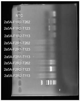 Amplification primer, application and detection method for detecting hcv 2a subtype NS5A drug resistance mutation gene