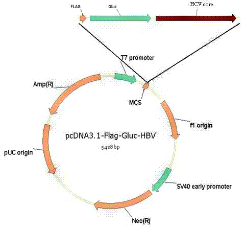 Method for detecting hepatitis C virus antibody in serum