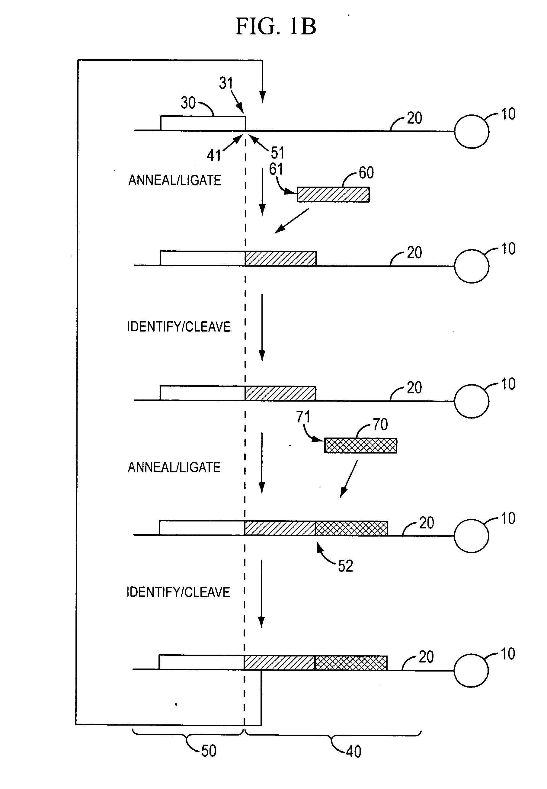 Reagents, methods, and libraries for bead-based sequencing