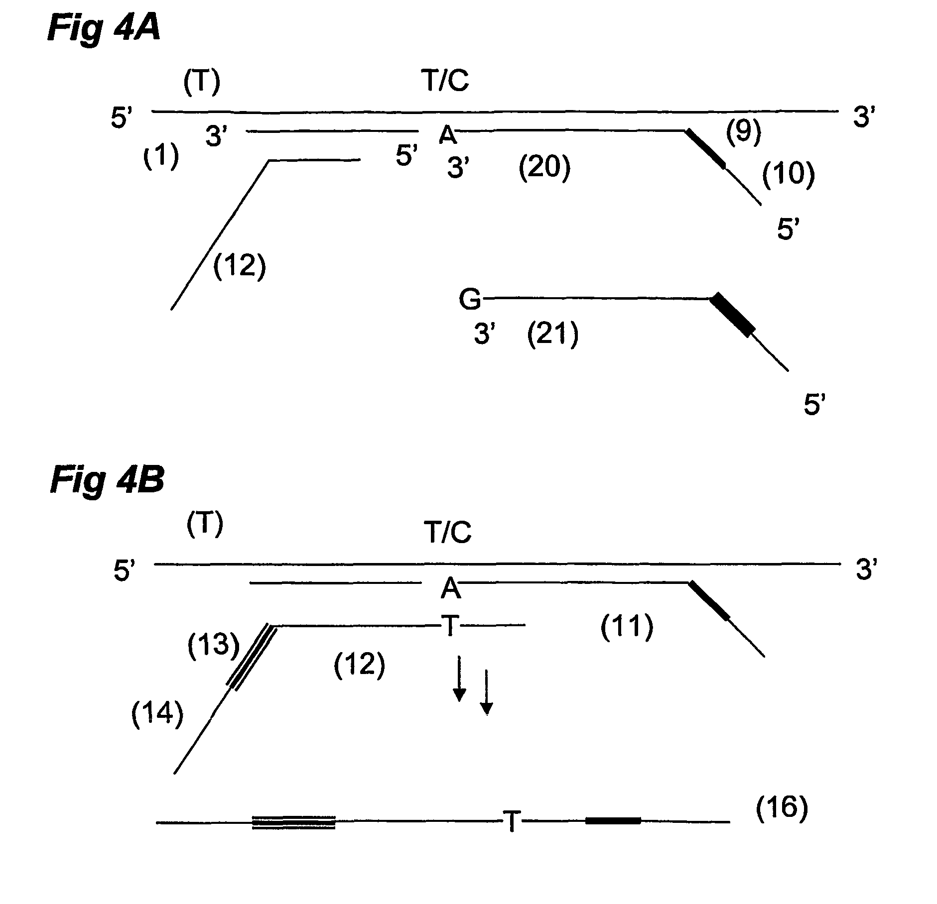 Ola-based methods for the detection of target nucleic avid sequences
