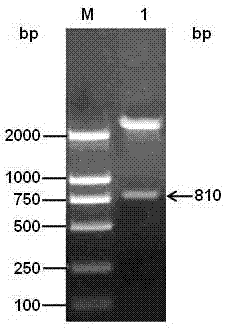 Efficiently expressed series porcine alpha and gamma interferon genes and application of expressed protein thereof