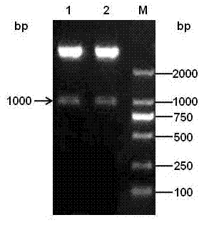 Efficiently expressed series porcine alpha and gamma interferon genes and application of expressed protein thereof