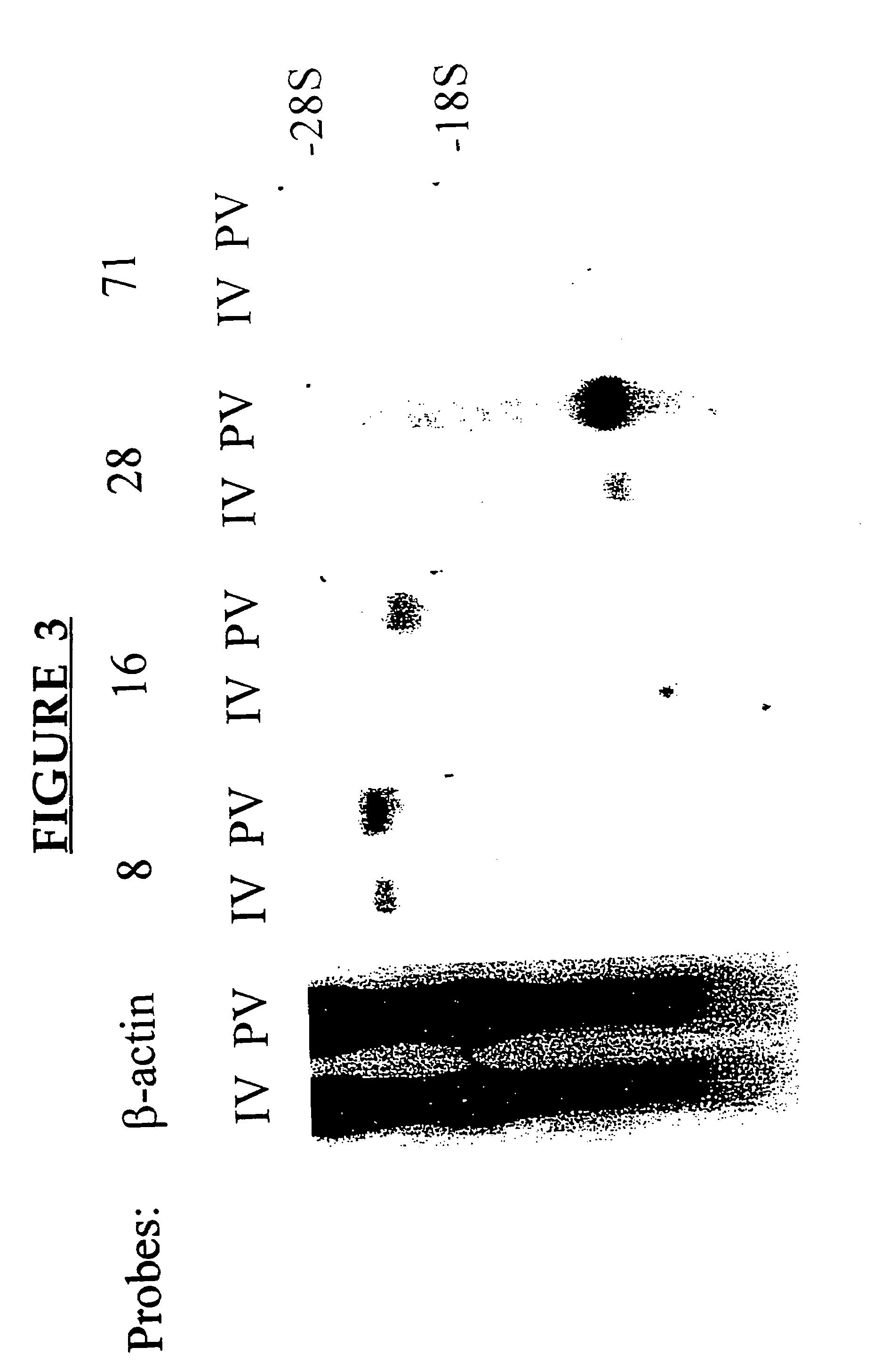 Methods of treating allergy by administering a CD200 protein