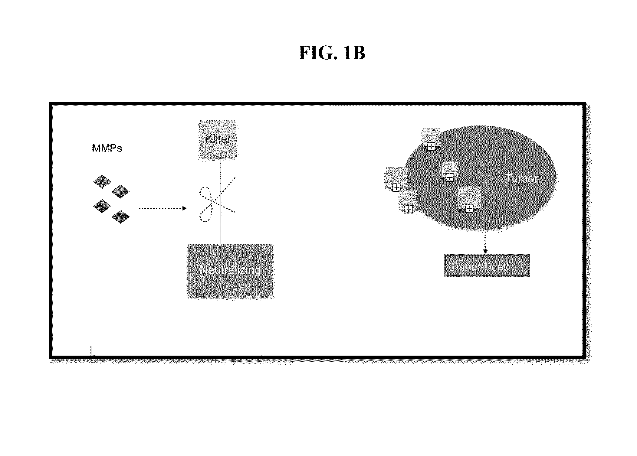 Metalloproteinase-cleavable alpha-amanitin-dendrimer conjugates and method of treating cancer