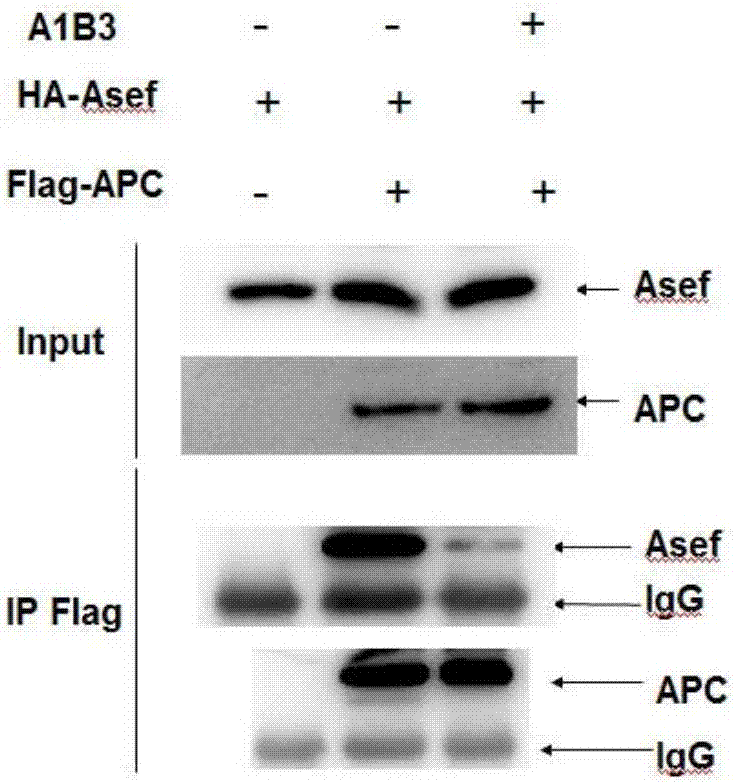 Polypeptide and application thereof