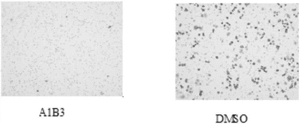Polypeptide and application thereof