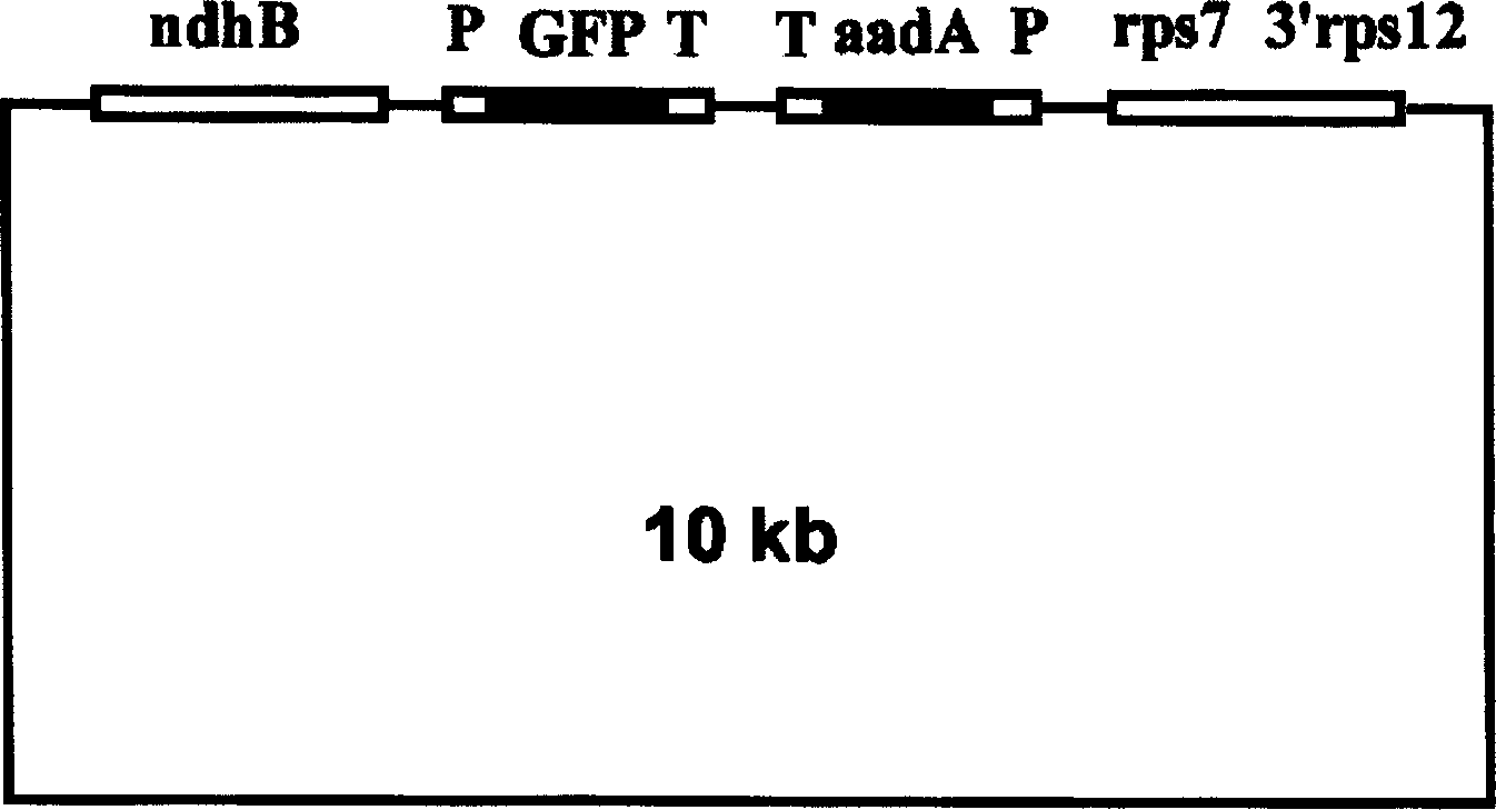 Poplar chloroplast site-specific transformation method and DNA sequence for said method
