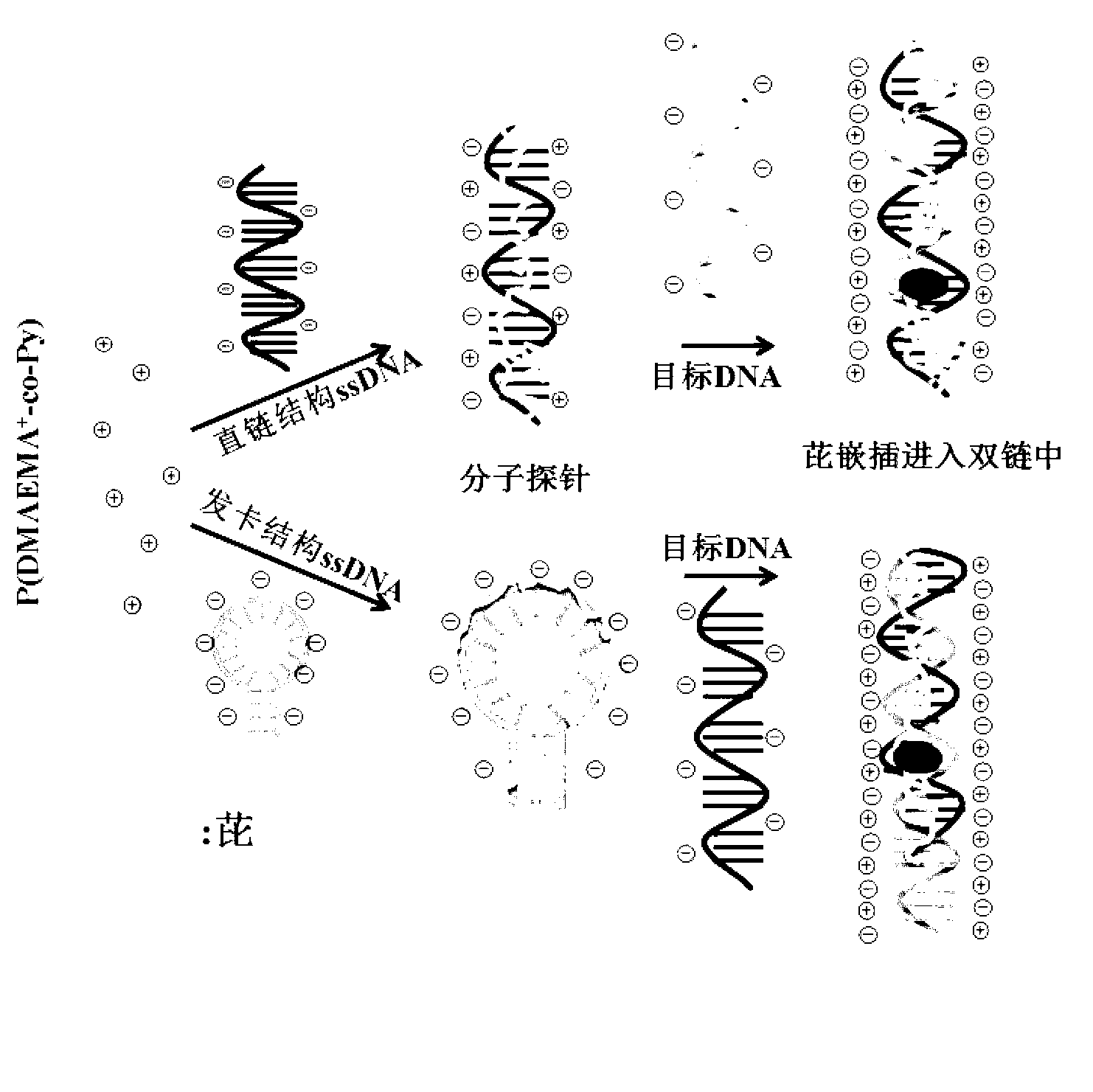 Method for detecting nucleotide sequence by using poly(methyl acrylic pyrene-poly (methyl) acrylic dimethylamine ethyl ester copolymer, and product thereof