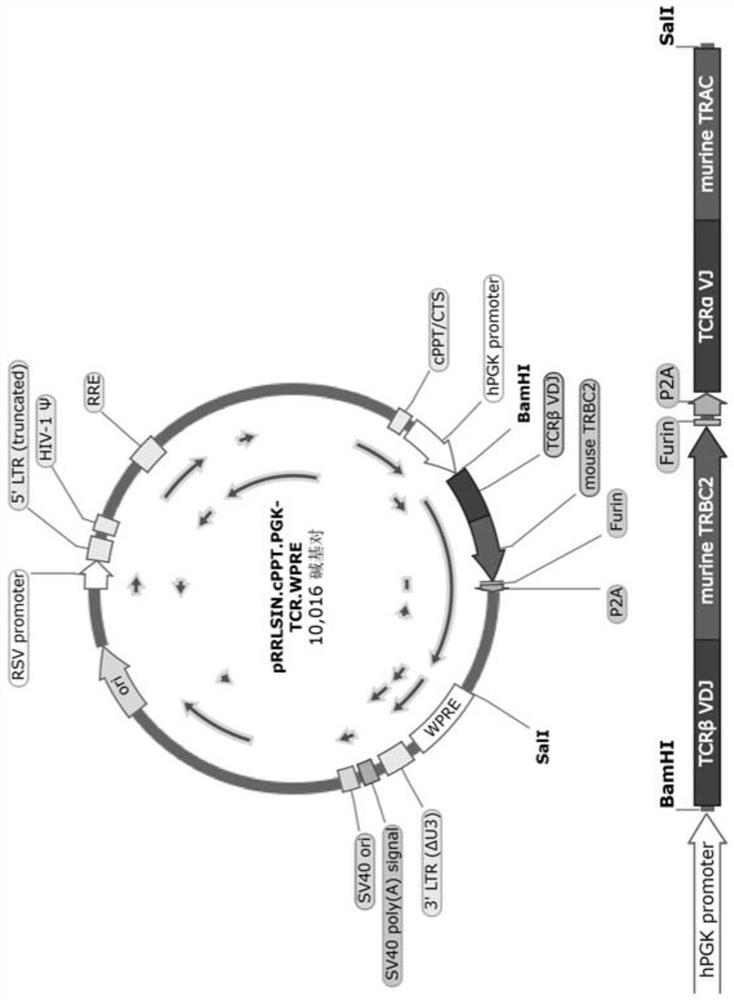 Transduction plasmid, lentiviral vector system containing same and application of transduction plasmid