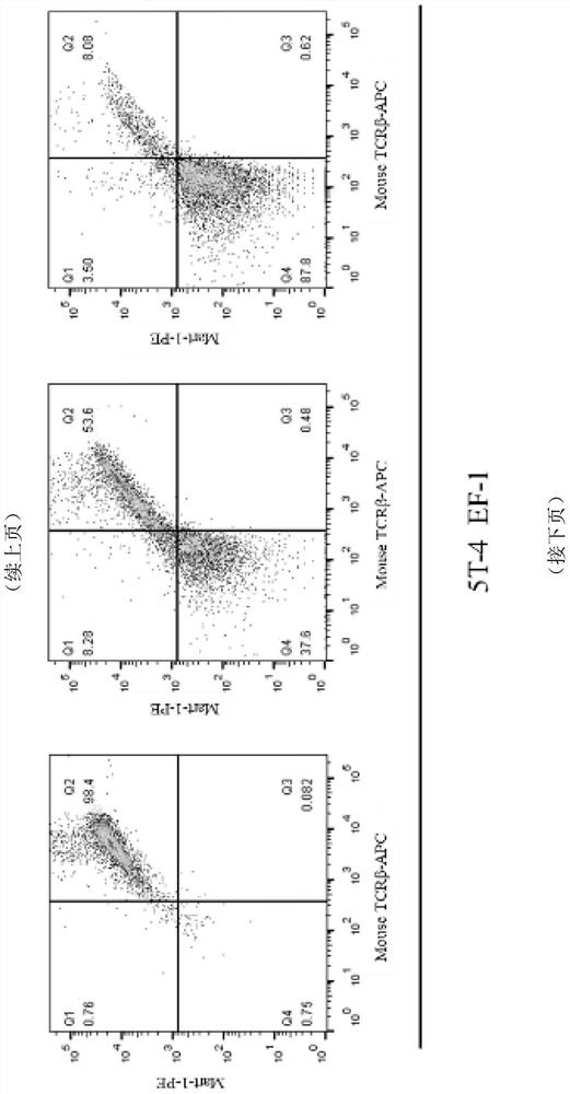 Transduction plasmid, lentiviral vector system containing same and application of transduction plasmid