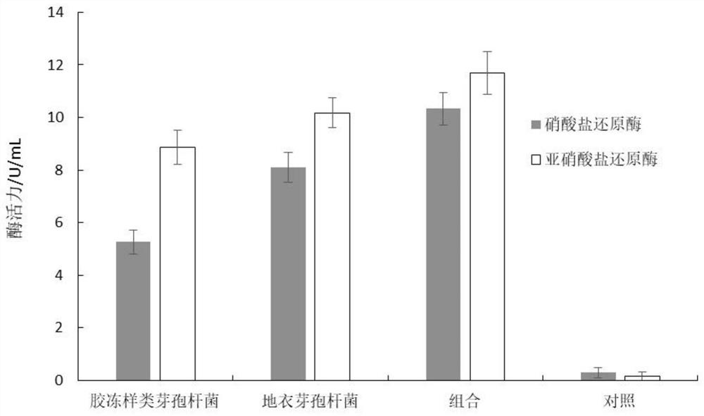 A kind of secondary salinized soil remediation bacterial agent and its application