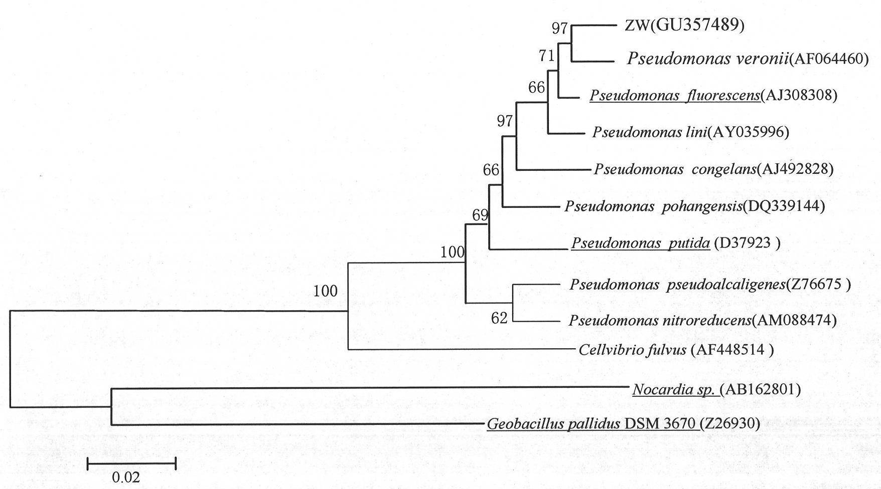 Pseudomonas veronii ZW with alpha-pinene degradation ability and application thereof