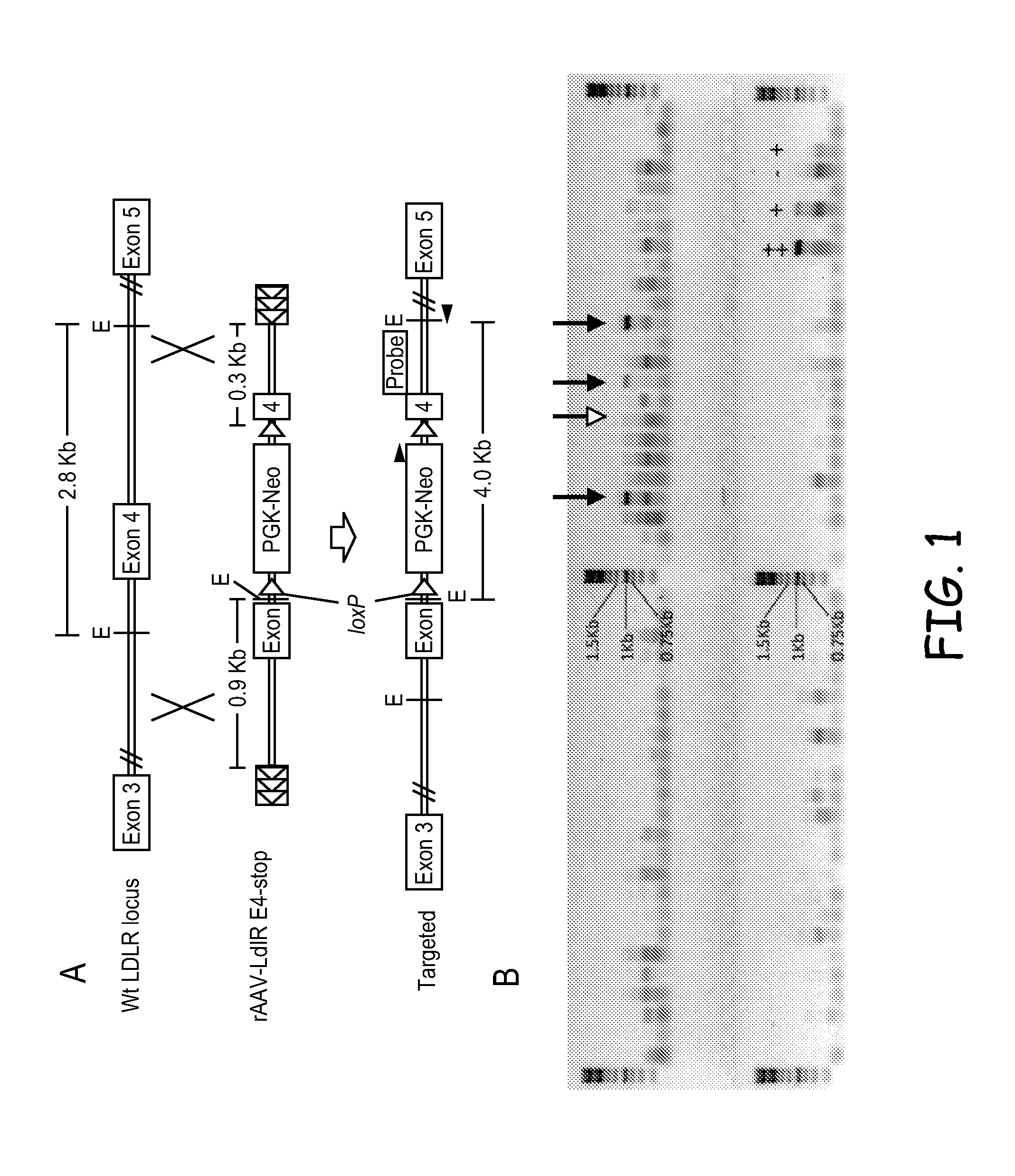 Methods and materials for producing transgenic artiodactyls