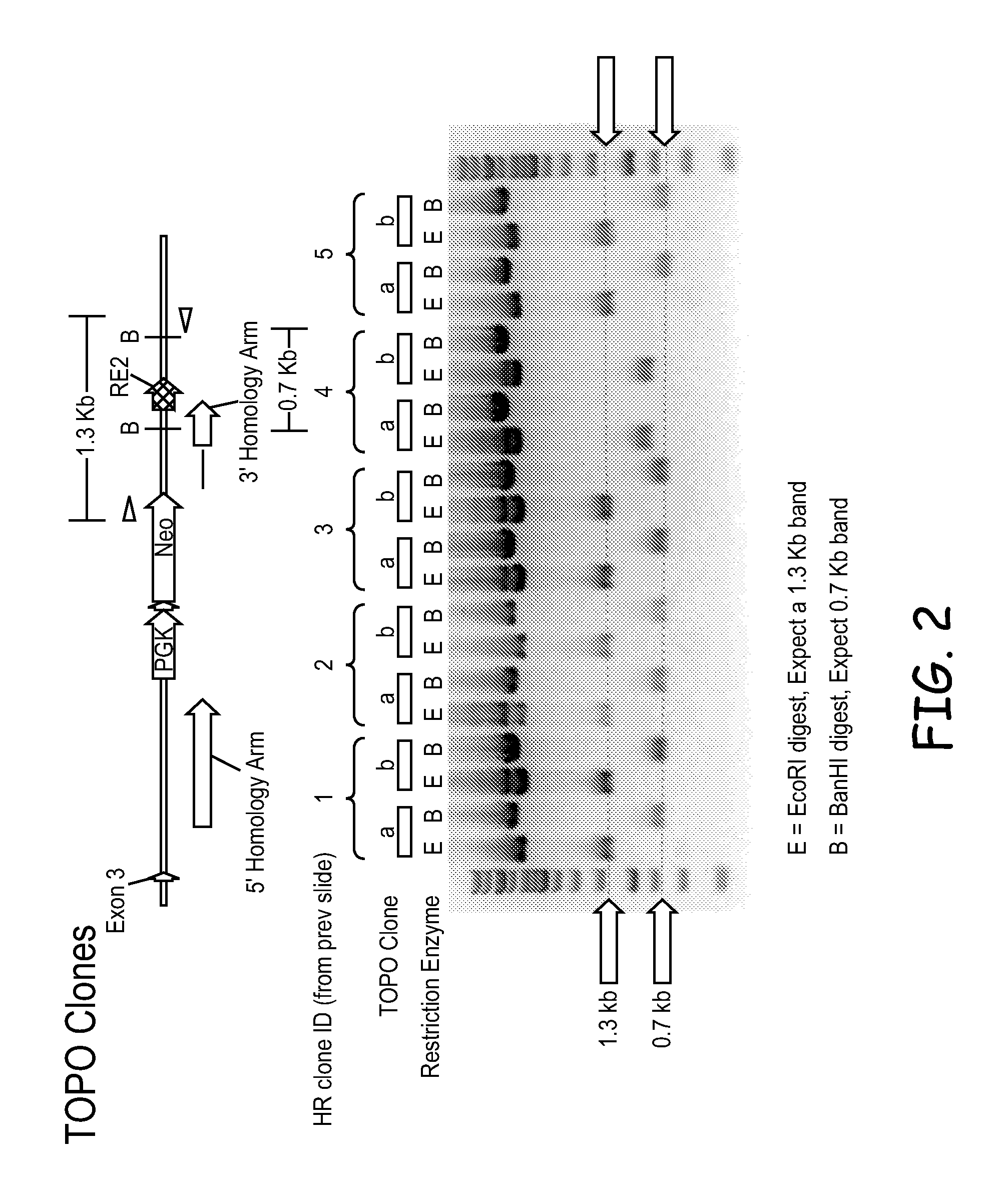 Methods and materials for producing transgenic artiodactyls