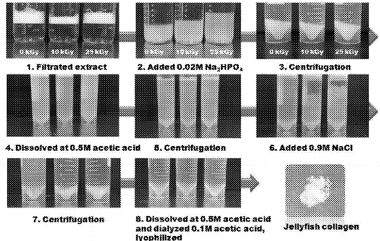 Method for isolating collagen from jellyfish by using radiation