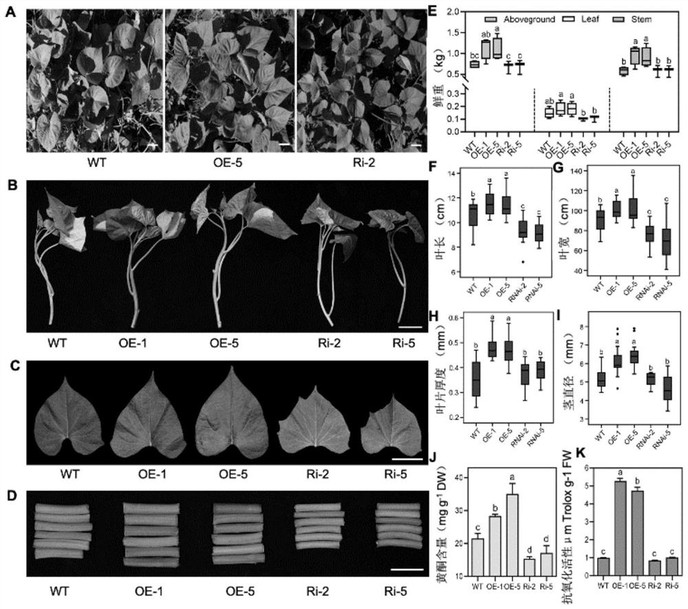 Sweet potato leaf development and flavonoid enhancement related protein IbBBX29 as well as coding gene and application thereof