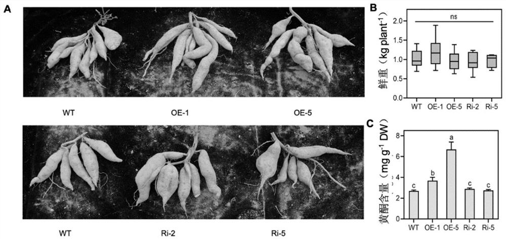 Sweet potato leaf development and flavonoid enhancement related protein IbBBX29 as well as coding gene and application thereof