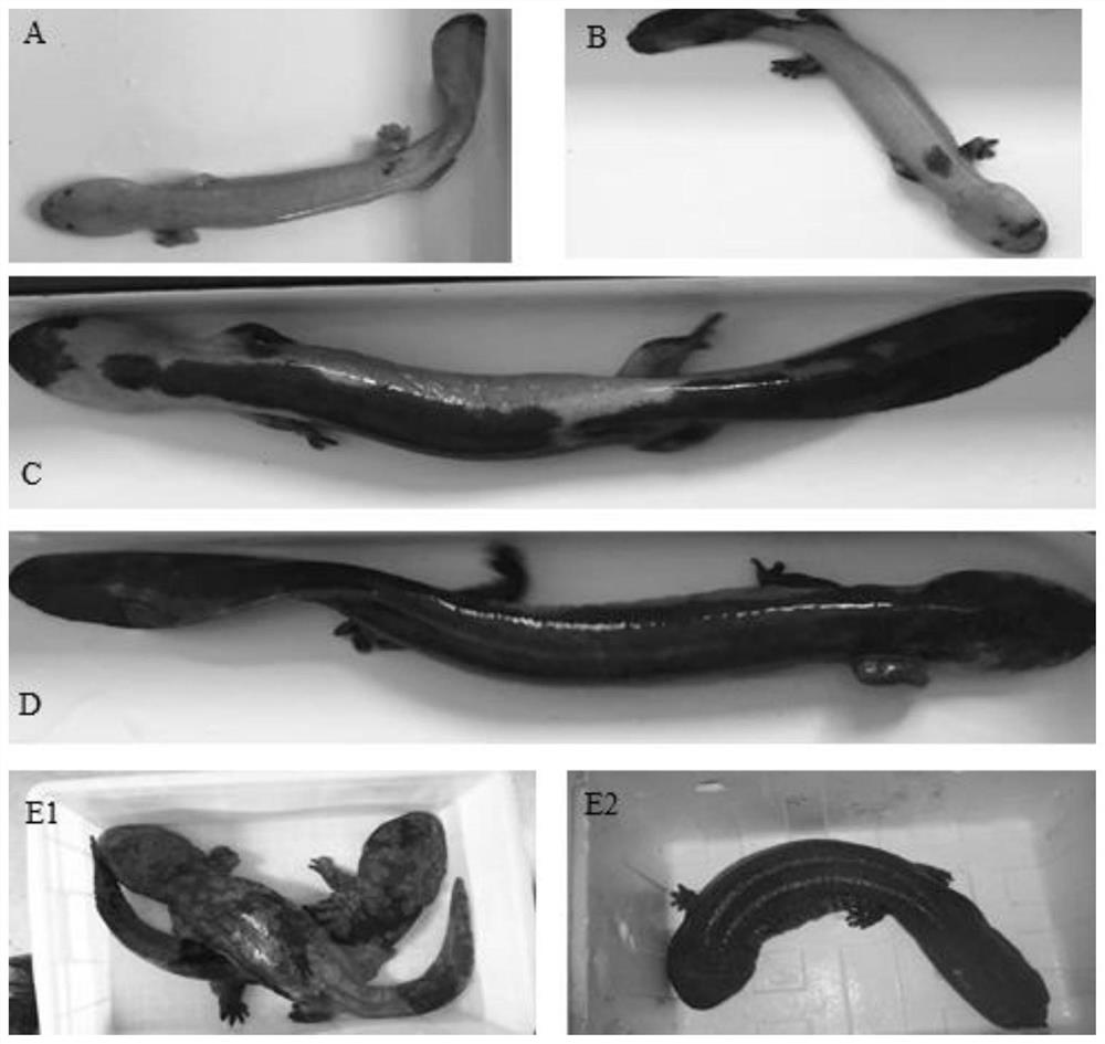TYR gene molecular marker related to giant salamander body color character and application of TYR gene molecular marker