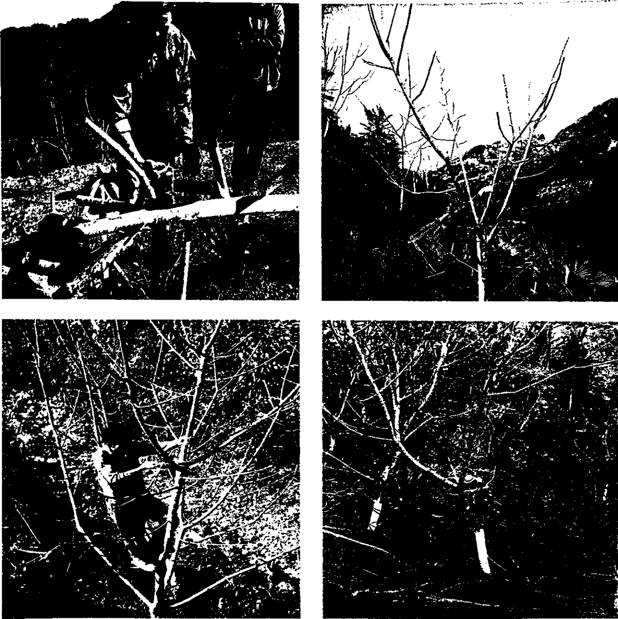 Dwarfing early-production domestication method of fine-fragrance walnuts