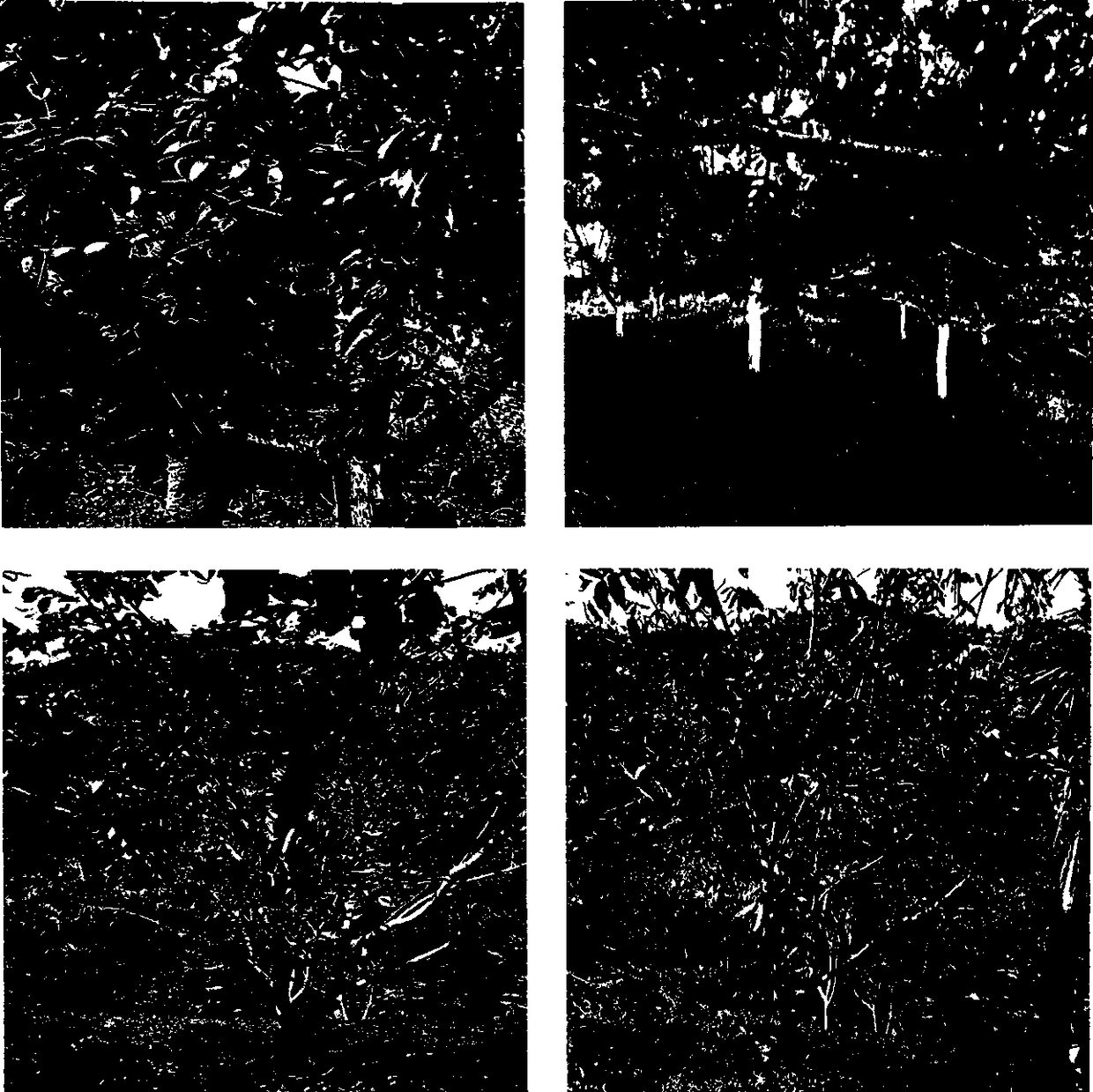 Dwarfing early-production domestication method of fine-fragrance walnuts