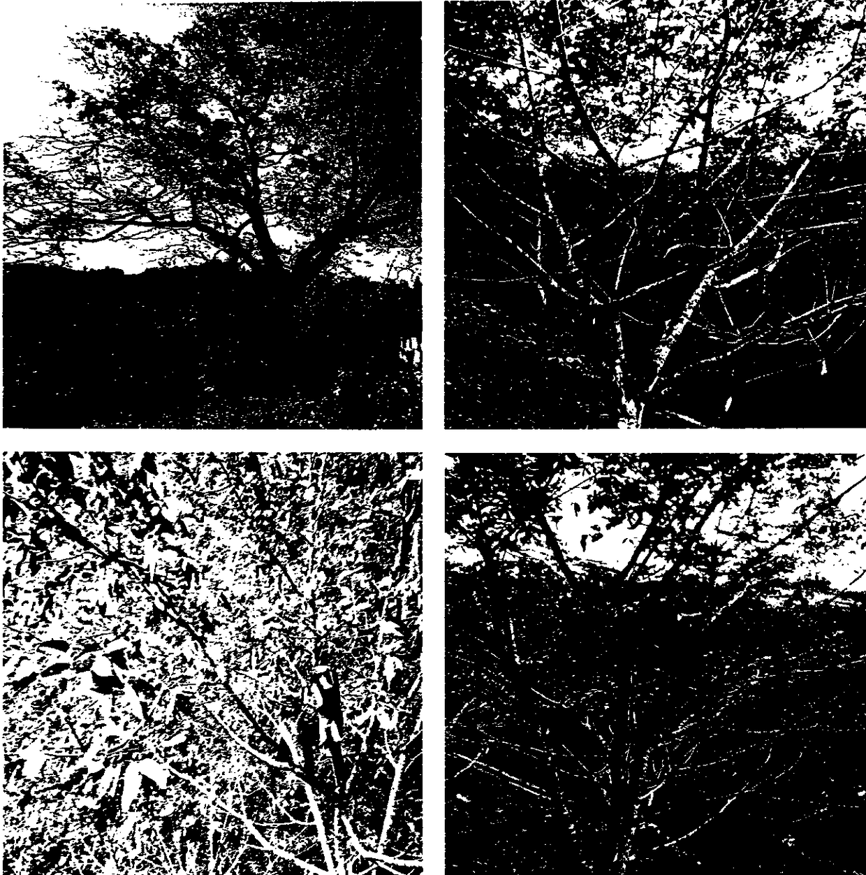 Dwarfing early-production domestication method of fine-fragrance walnuts