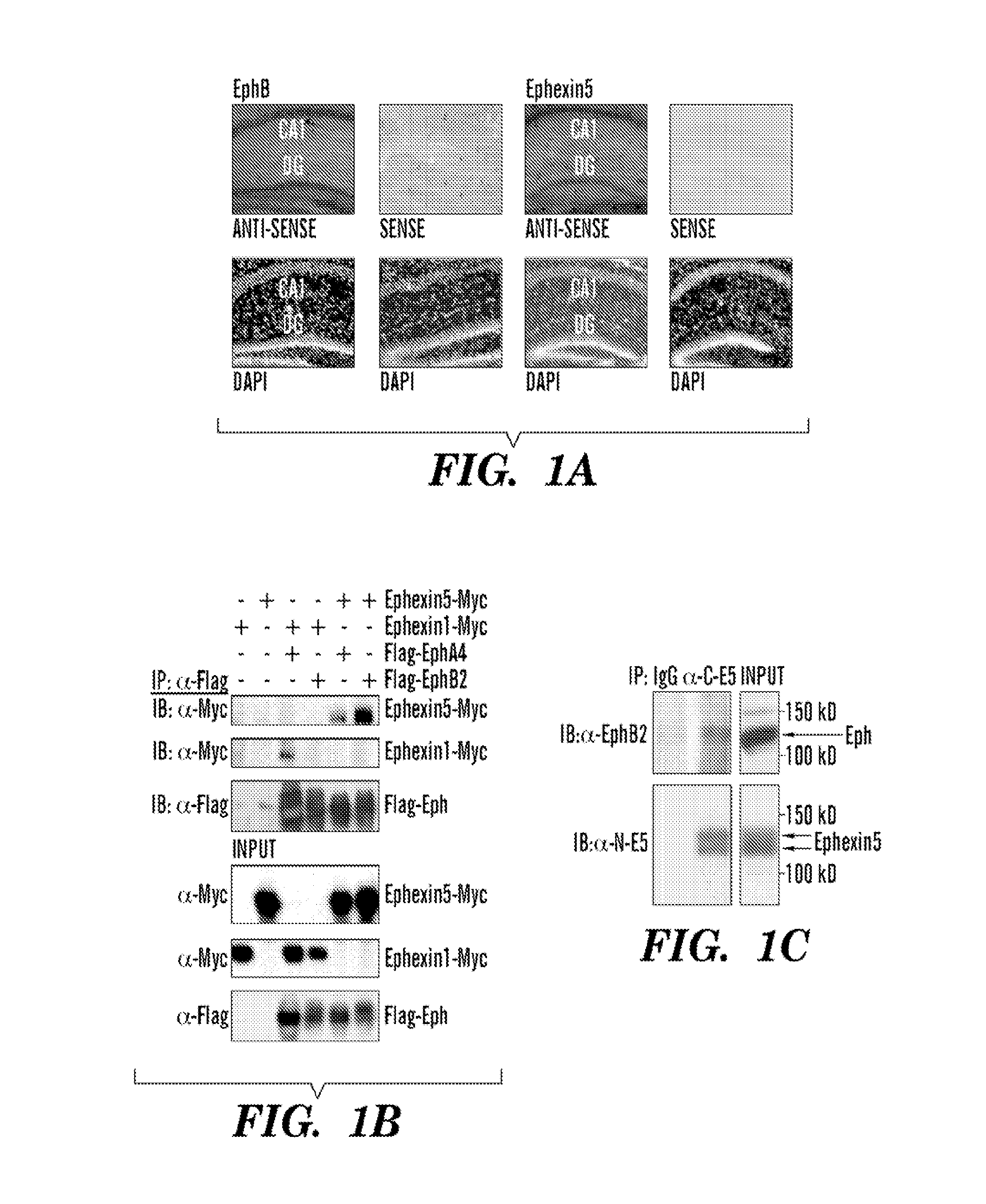 Method for determining activators of excitatory synapse formation