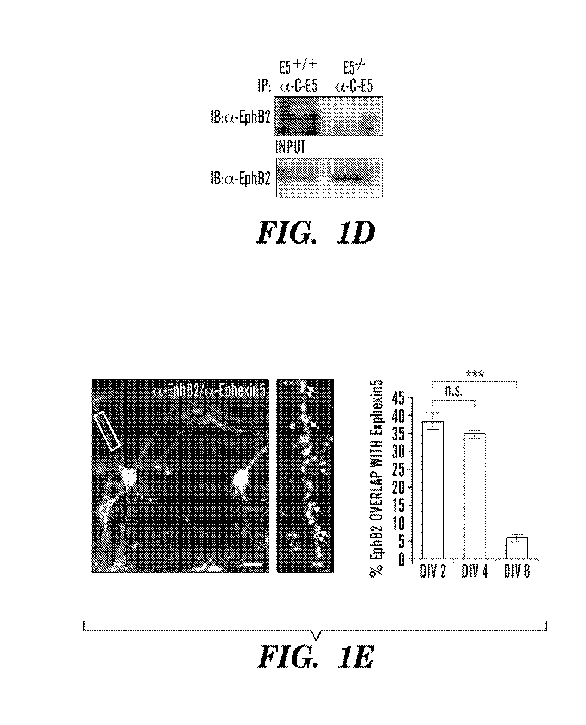 Method for determining activators of excitatory synapse formation