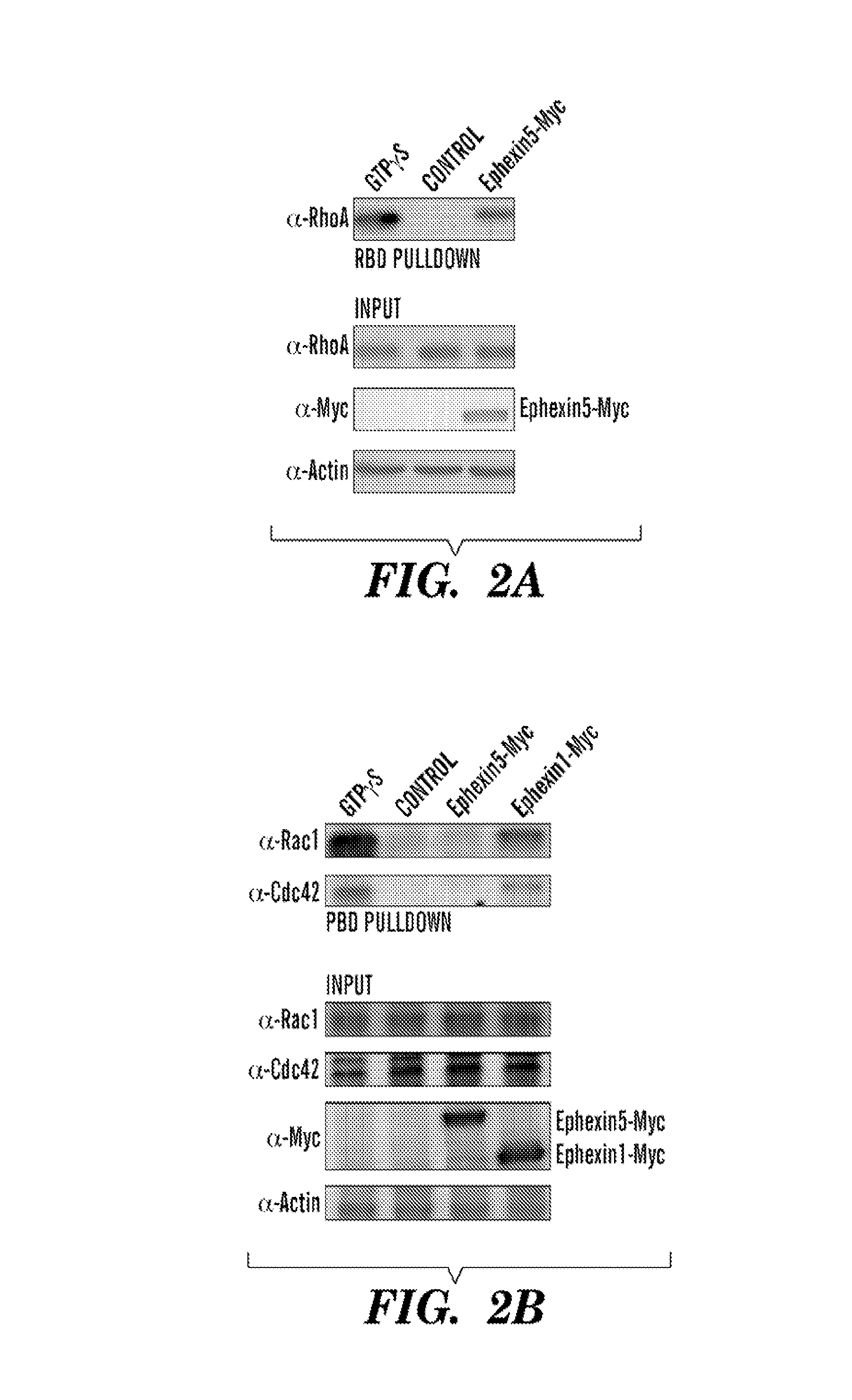 Method for determining activators of excitatory synapse formation