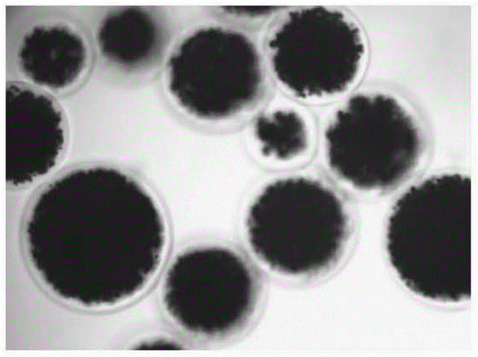 A novel method of preparing agarose magnetic microspheres and uses of the agarose magnetic microspheres in separation and purification of an IgG antibody