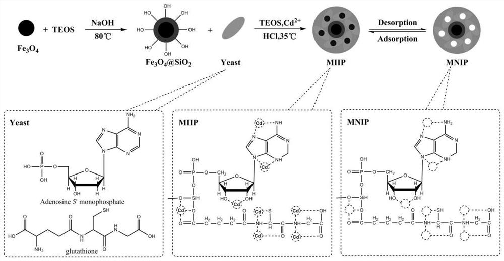 A kind of heavy metal ion magnetically imprinted polymer and its preparation method