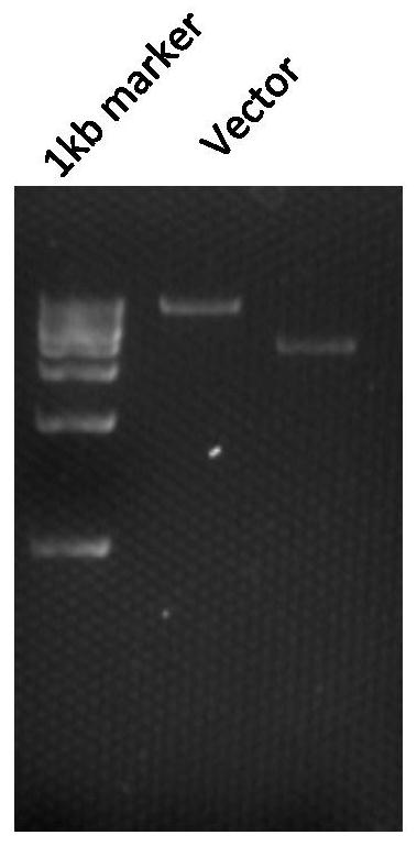 A recombinant mhcc97-1 hepatoma cell with high expression of mutant egfr and its construction