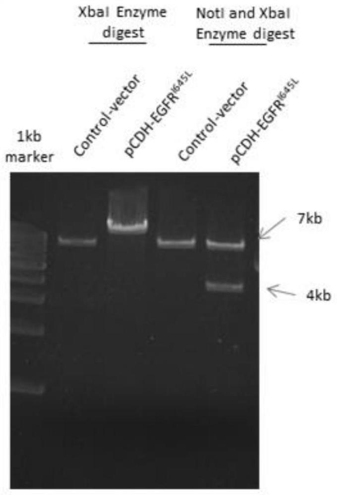 A recombinant mhcc97-1 hepatoma cell with high expression of mutant egfr and its construction