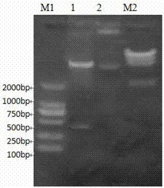 Gene and method for preparing recombinant fugu rubripes interleukin 2 protein by eukaryotic expression