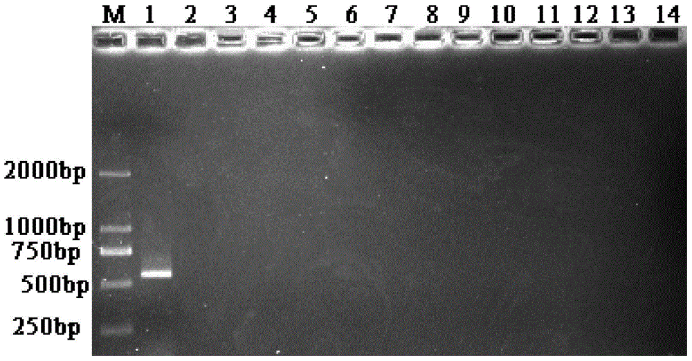 Zhebaizhu pcr identification kit and identification method