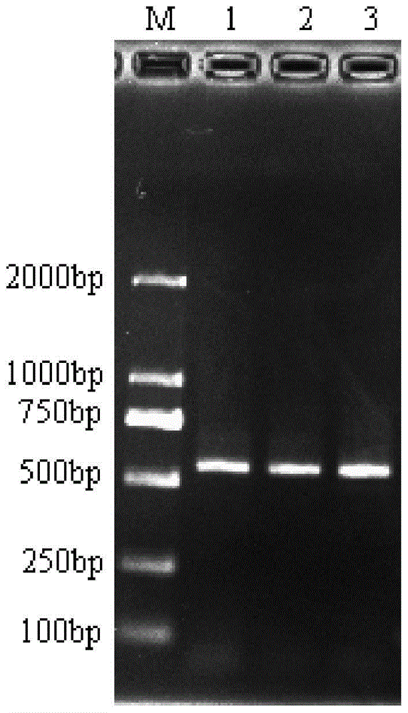 Zhebaizhu pcr identification kit and identification method