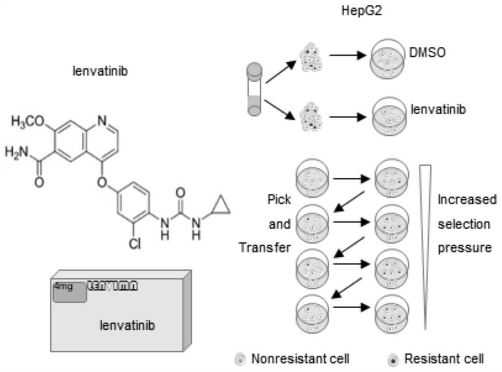 Research method for drug resistance mechanism of liver cancer drug lenvatinib