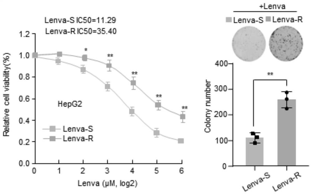 Research method for drug resistance mechanism of liver cancer drug lenvatinib