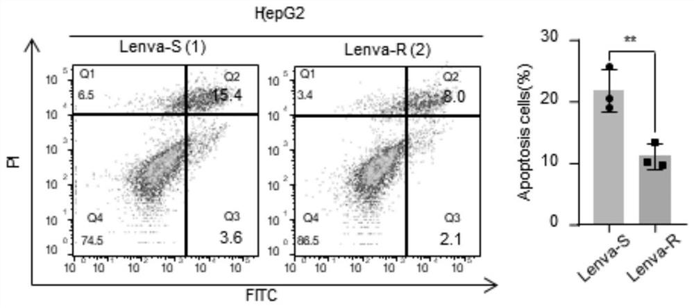 Research method for drug resistance mechanism of liver cancer drug lenvatinib