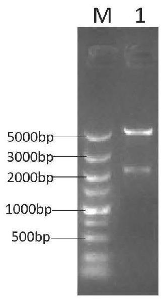 Fusion expression protein as well as preparation method and application thereof