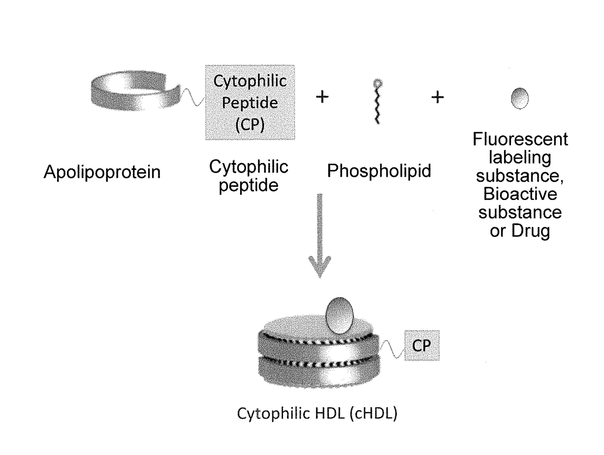 High-density lipoprotein, and delivery of drug to posterior segment of eye by ocular instillation of said cytophilic peptide-fused high-density lipoprotein