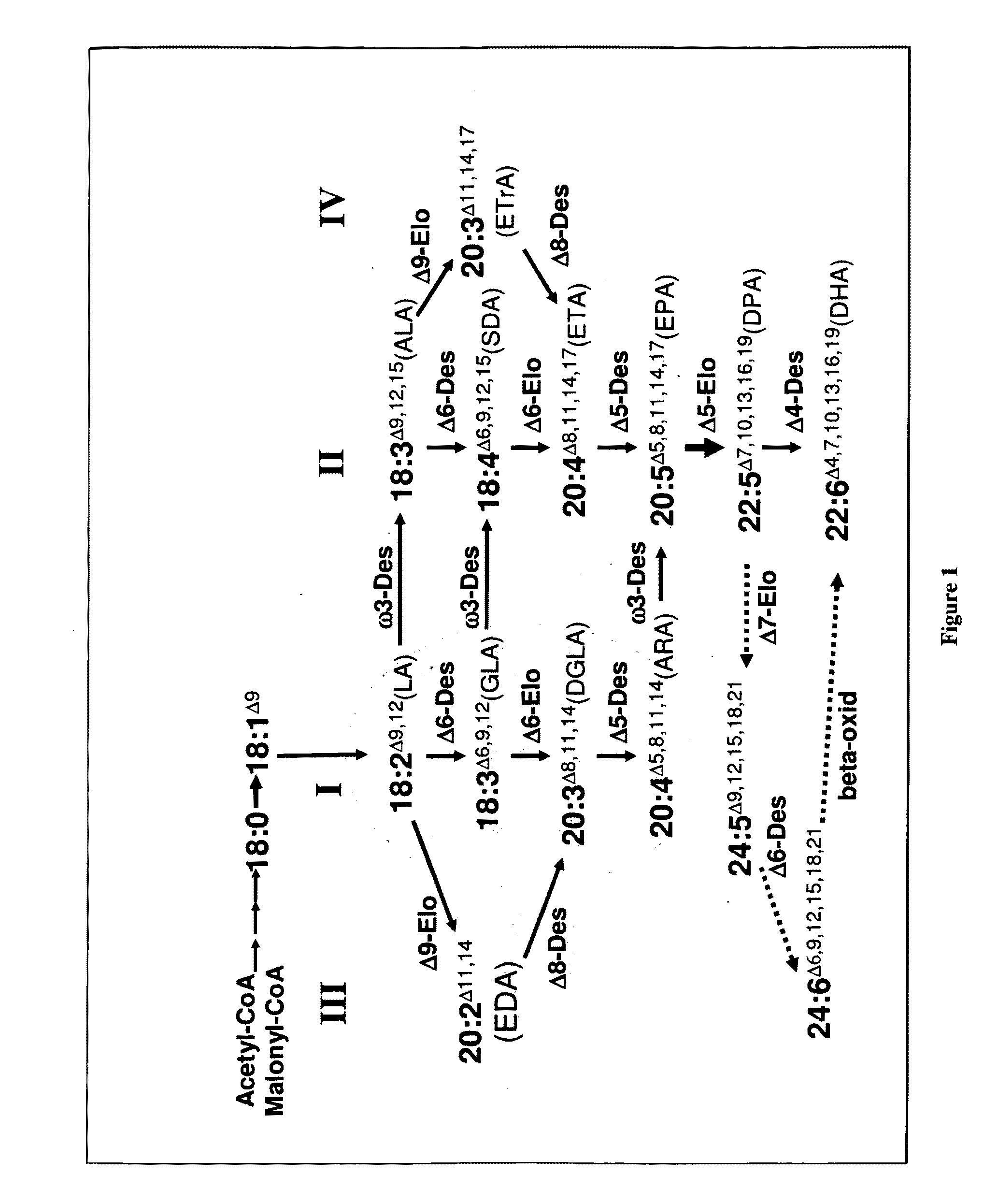 Synthesis of long-chain polyunsaturated fatty acids by recombinant cells