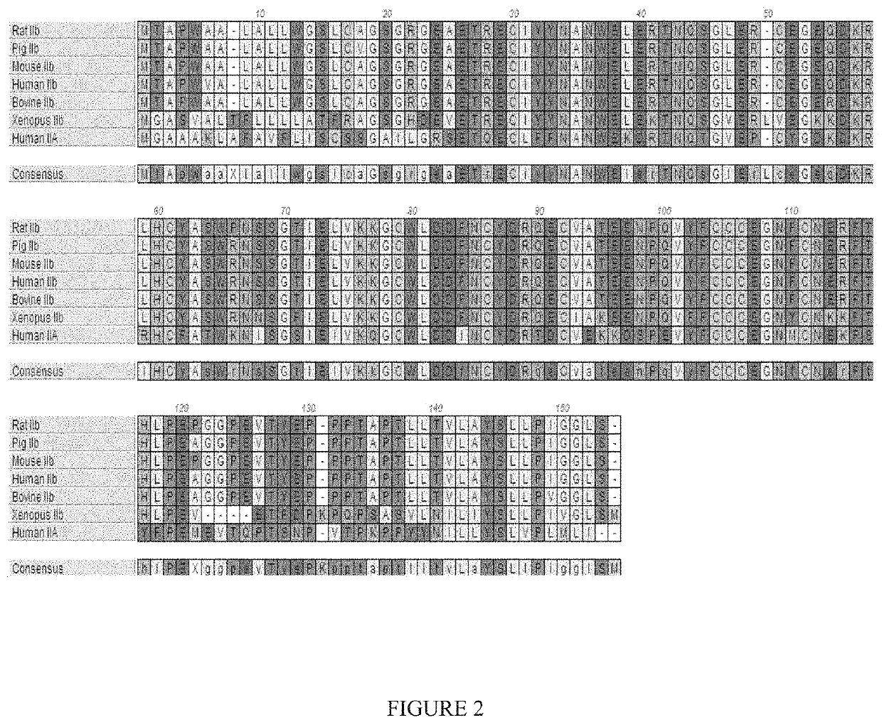 Methods for increasing red blood cell levels and treating ineffective erythropoiesis