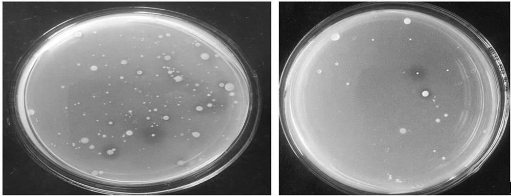 A Korean Pseudomonas strain and its screening method and application