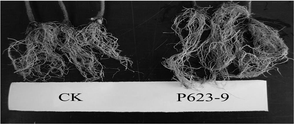 A Korean Pseudomonas strain and its screening method and application