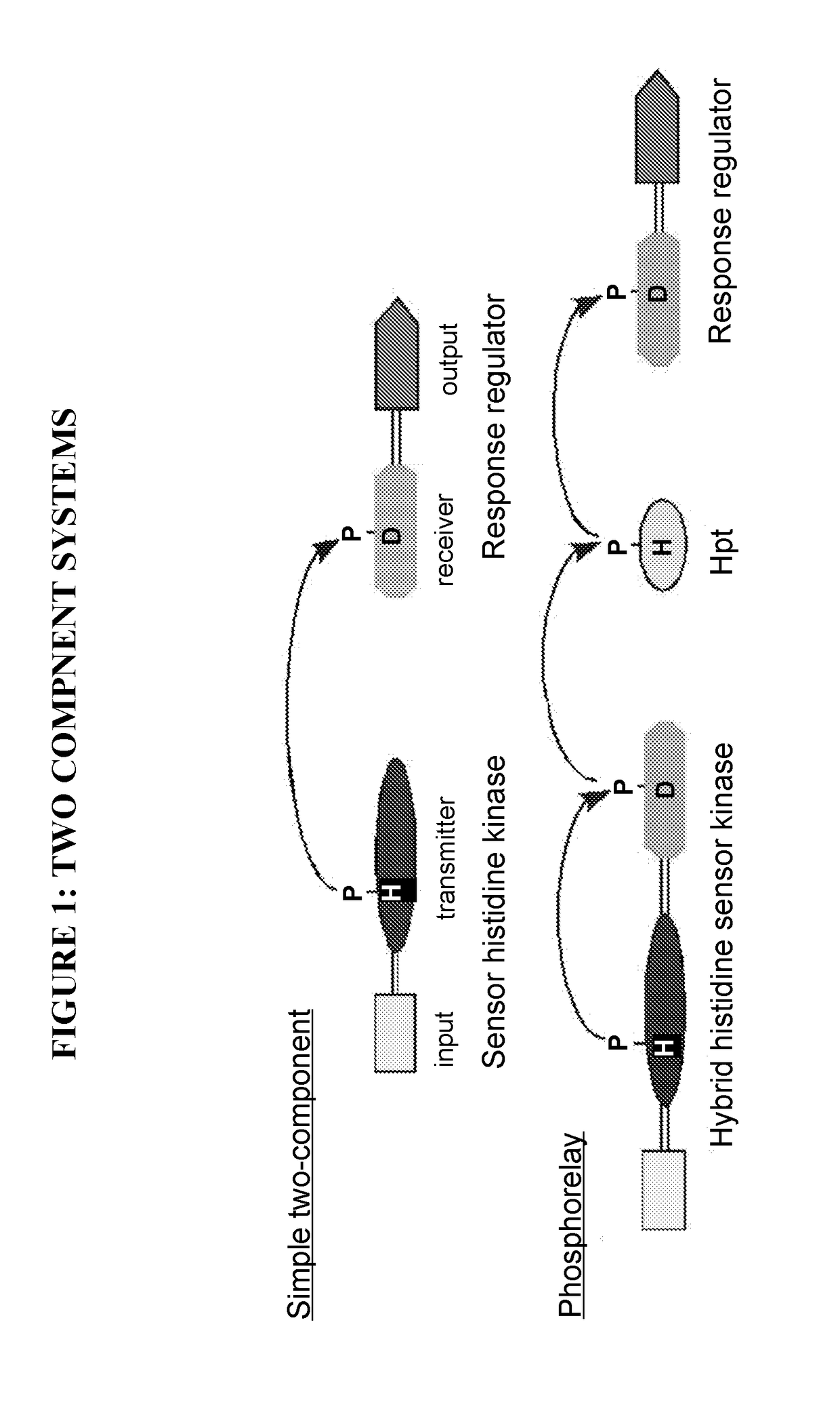 Nitrate biosensor